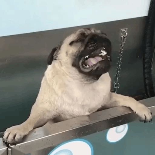 Sticker «Pugs doing things-1»