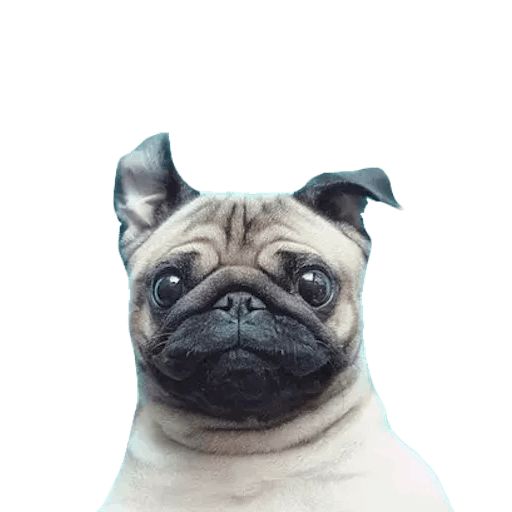 Sticker «Pugs doing things-10»