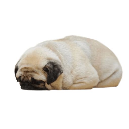 Sticker «Pugs doing things-8»