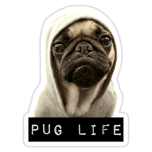 Sticker «Pugs doing things-9»
