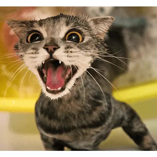 Sticker «Melissa-10»