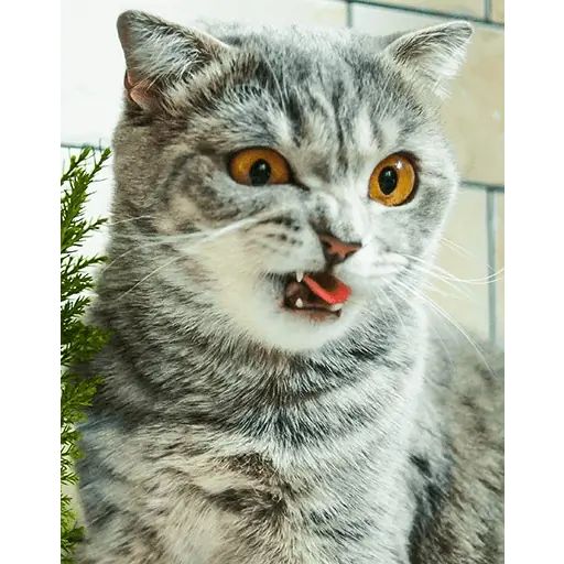 Sticker «Melissa-12»