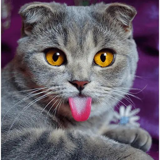 Sticker «Melissa-2»