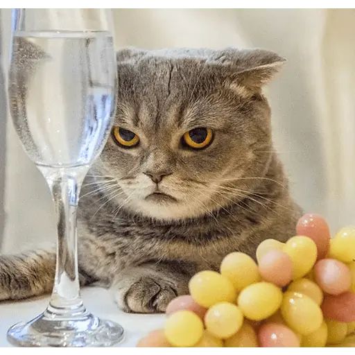 Sticker «Melissa-4»