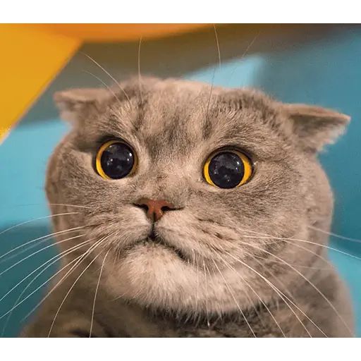 Sticker «Melissa-6»