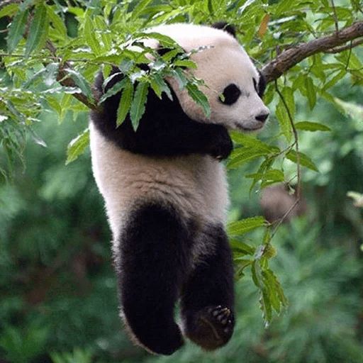 Sticker «Lazy Panda-10»