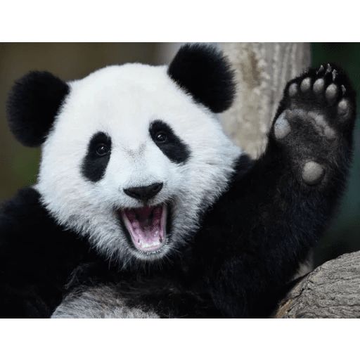 Sticker «Lazy Panda-5»