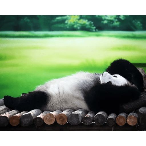 Sticker «Lazy Panda-6»