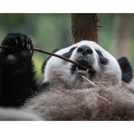 Sticker «Lazy Panda-7»