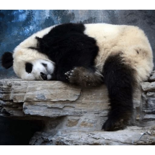 Sticker «Lazy Panda-8»