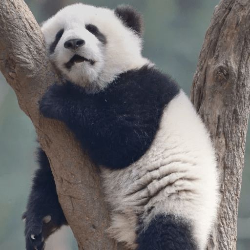 Sticker «Lazy Panda-9»