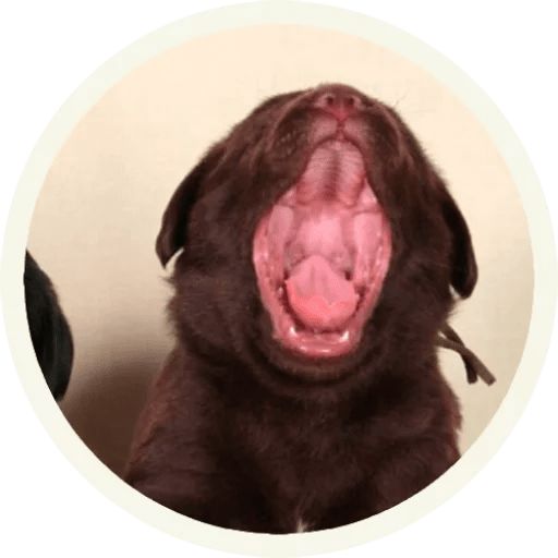 Sticker «Labrador-3»