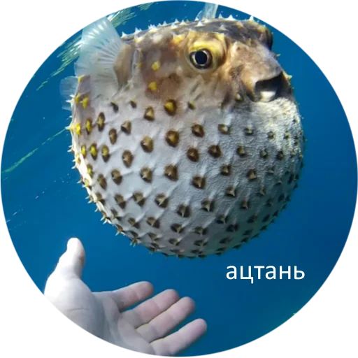 Стикер «Я рыба ало-5»