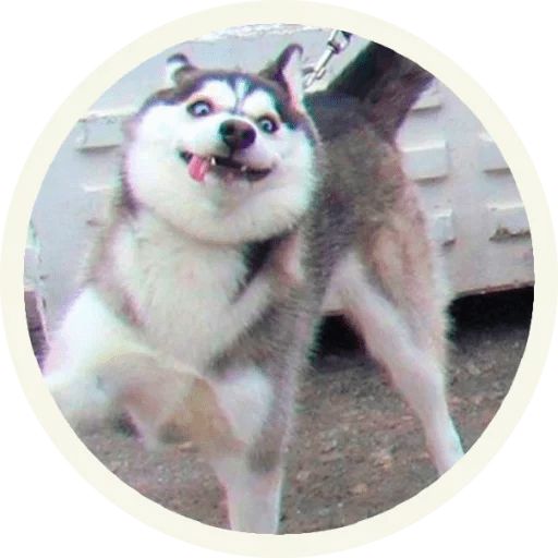 Sticker «Husky-2»