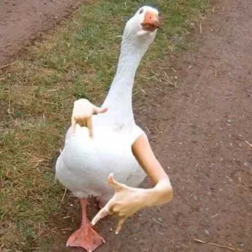 Sticker «Duck or not-1»