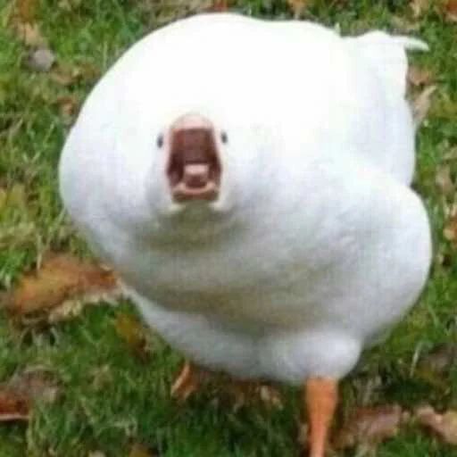 Sticker «Duck or not-12»
