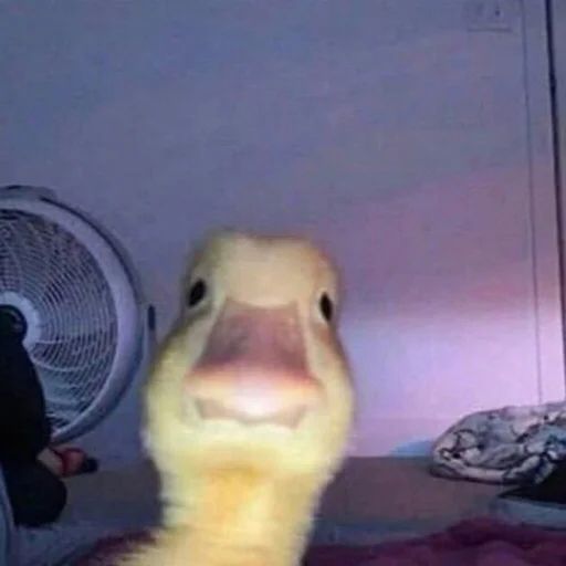 Sticker «Duck or not-2»