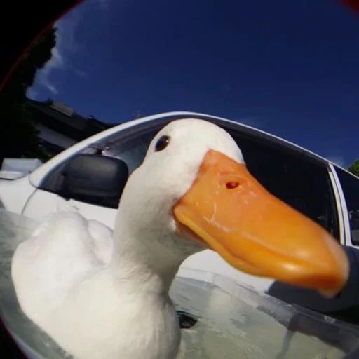 Sticker «Duck or not-4»