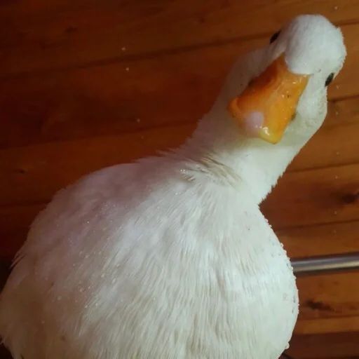 Sticker «Duck or not-5»