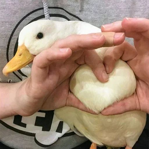 Sticker «Duck or not-7»