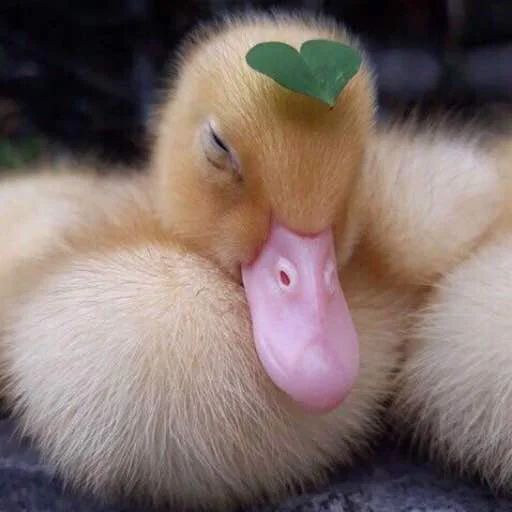 Sticker «Duck or not-9»