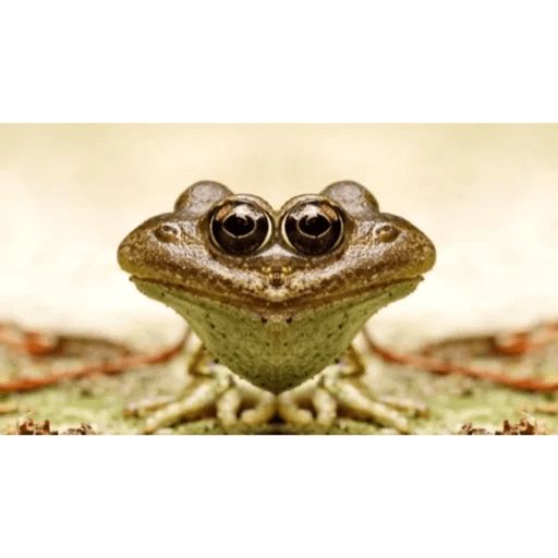 Sticker «Frogs and Toads-5»
