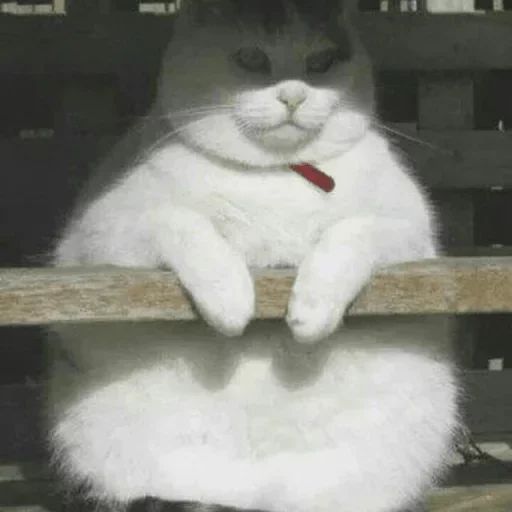 Sticker «Cats Rule the World-11»