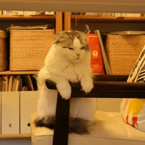 Sticker «Cats Rule the World-12»