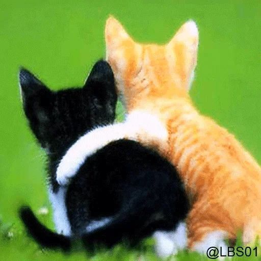 Sticker «Cats Rule the World-3»