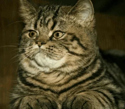 Sticker «Cats Rule the World-6»