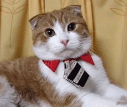 Sticker «Cats Rule the World-9»