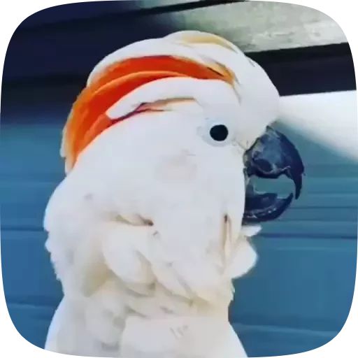 Sticker «Funny Parrots Video-1»