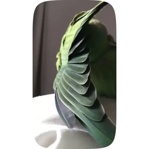 Sticker «Funny Parrots Video-10»