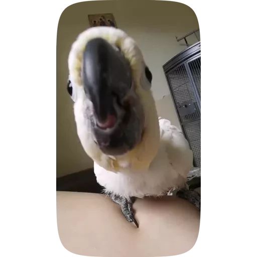 Sticker «Funny Parrots Video-11»