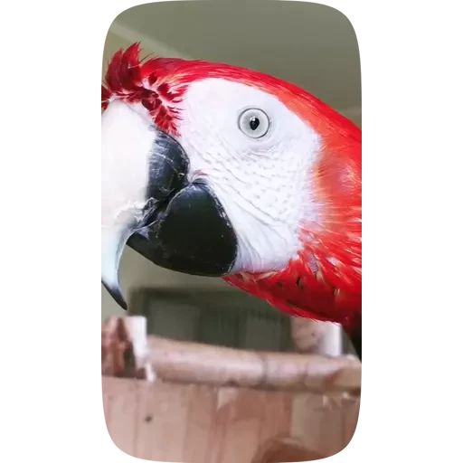 Sticker «Funny Parrots Video-12»