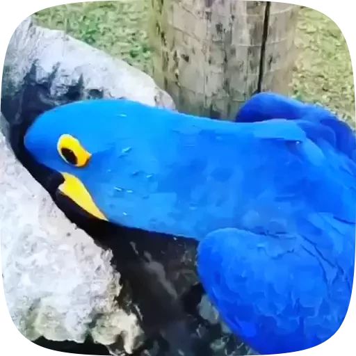 Sticker «Funny Parrots Video-2»