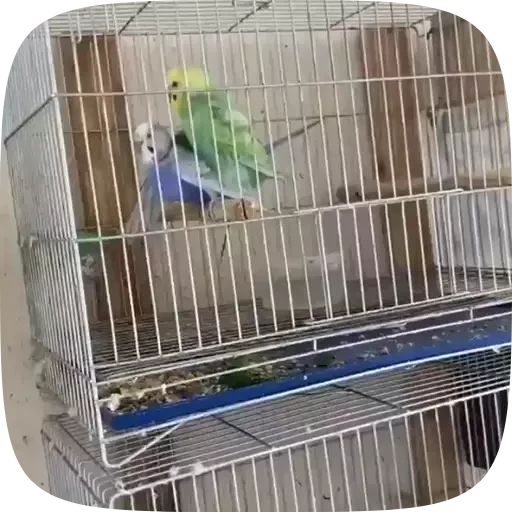 Sticker «Funny Parrots Video-5»