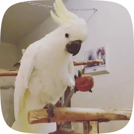 Sticker «Funny Parrots Video-6»