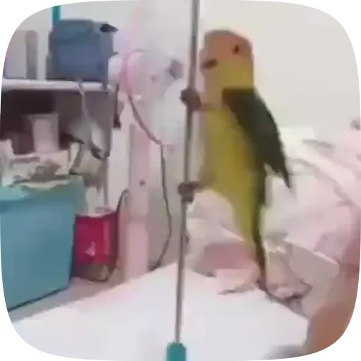 Sticker «Funny Parrots Video-7»