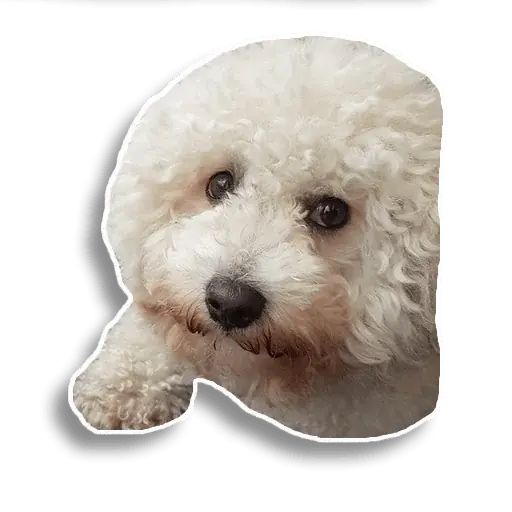 Sticker «Caesar-1»