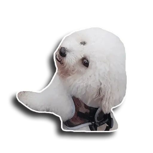 Sticker «Caesar-12»