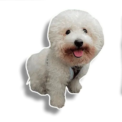 Sticker «Caesar-3»