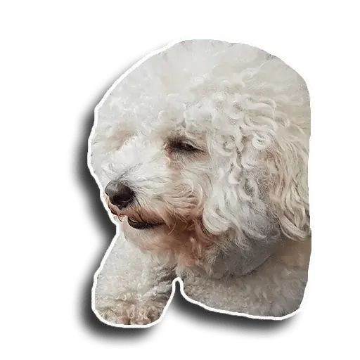 Sticker «Caesar-4»