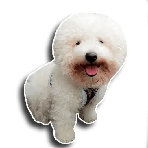Sticker «Caesar-9»