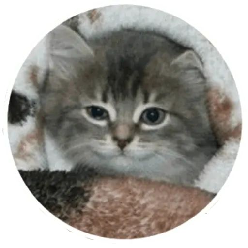Sticker «Kitties-1»