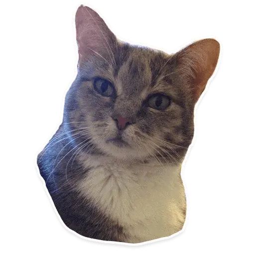 Sticker «Kitties-10»