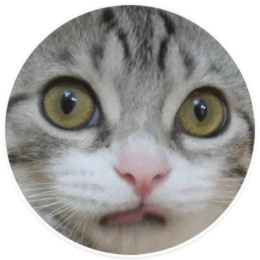 Sticker «Kitties-2»