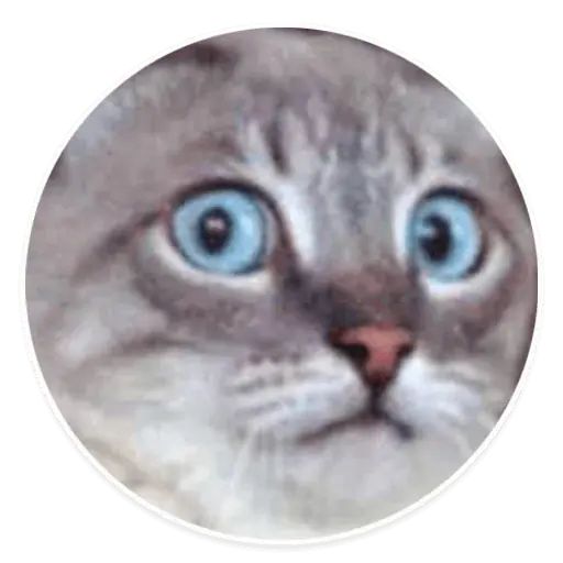 Sticker «Kitties-5»