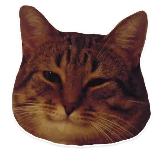 Sticker «Kitties-6»