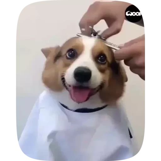 Sticker «Dogs Videostickers-8»